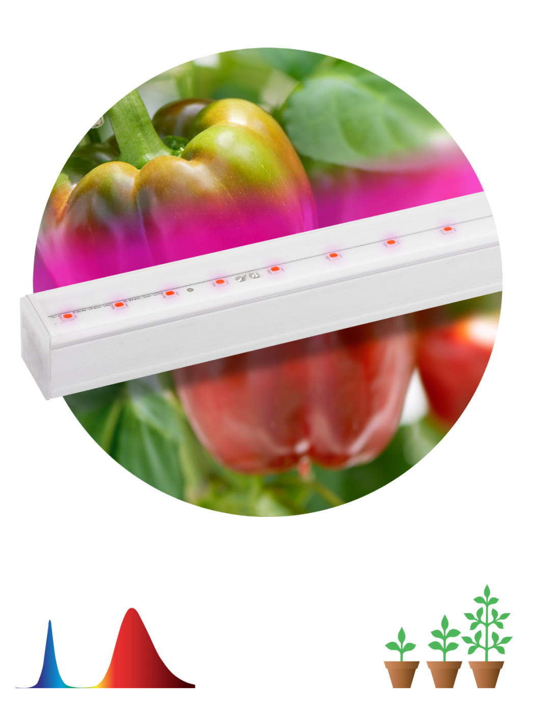 Светильник для растений, фитолампа светодиодная линейная ЭРА FITO-16W-Т5-N красно-синего спектра 16 Вт Т5 светодиодный светильник для растений glf1 600 8bt fito спектр для ения и завязей 1 30