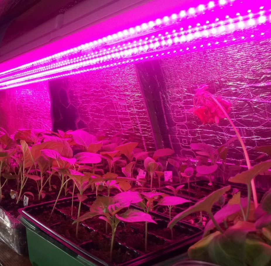 Светодиодное освещение для растений