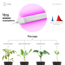 Светильник для растений, фитолампа светодиодная линейная ЭРА FITO-36W-RB-N красно-синего спектра 36 Вт