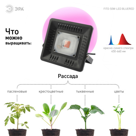 фото Фитопрожектор для растений светодиодный ЭРА FITO-50W-LED-BLUERED для цветения и плодоношения 50Вт красно-синего спектра