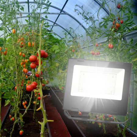 Фитопрожектор для растений светодиодный ЭРА FITO-100W-Ra90-LED для цветения и плодоношения полного спектра 100 Вт